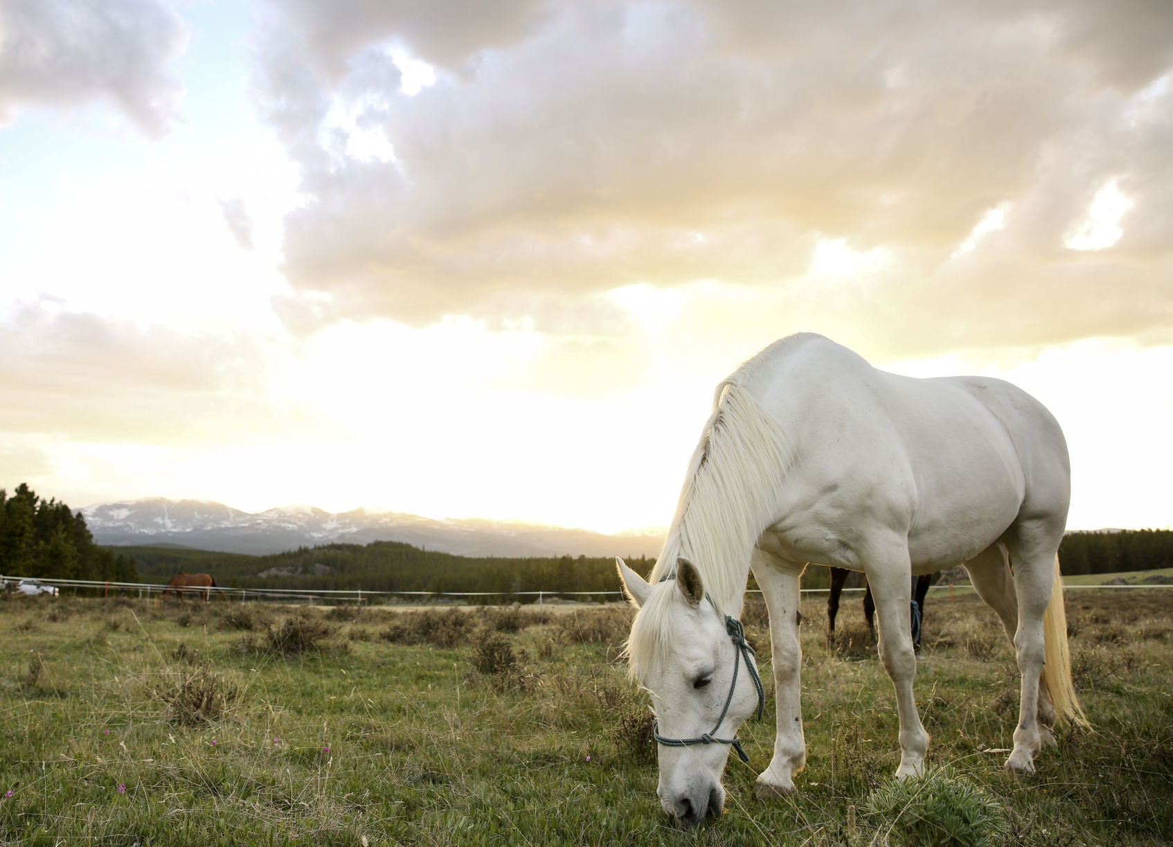 Cloudy was one of four horses kept over the weekend